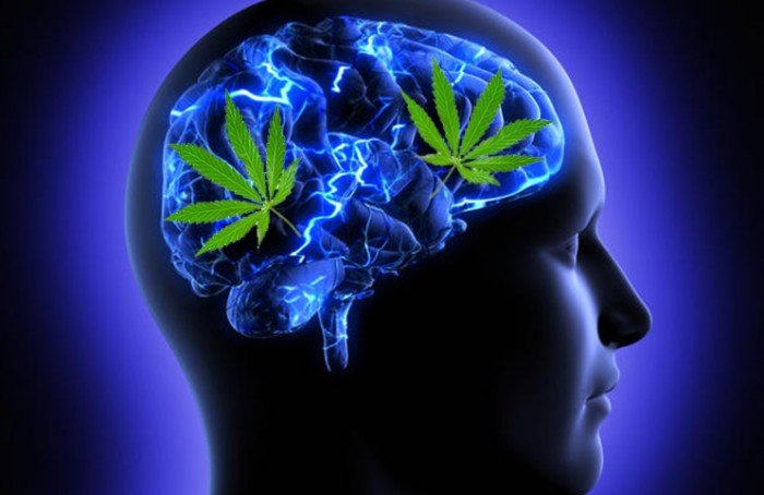 Lee más sobre el artículo Marihuana: sus efectos en el cerebro a largo plazo